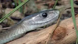 Black Mambas 11 - Mamba vs King Cobra