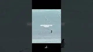 Be that damn penguin 🐧🥷🔥 #discipline #motivation #goals #growthmindset #tryhard #explorepage