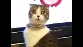 CHAT QUI PETE!!!!!!