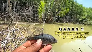 LANGSUNG MENJERIT!! Lempar umpan ikan hidup langsung disambar, Mancing kakap putih