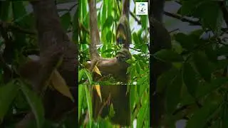 👀🦥Three-Toed Sloth Just Hanging Around #shorts #nature #wildlife #animals #wild #naturesounds #sloth