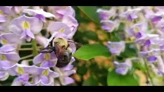 Garden Tour! | How To Deter Animals