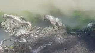 River Skinks (Marne Mouth/Wongulla/Murry River)