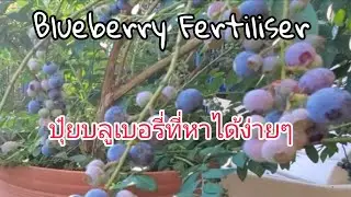 Easy-to-find blueberry fertilizer: This fertilizer promotes abundant and large blueberries and is...