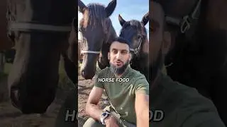 How to Make HORSE FOOD