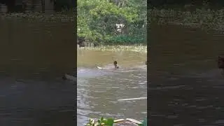 Village boys swim in the canal