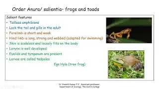 class amphibia - classification (Anura, Urodela and Apoda)