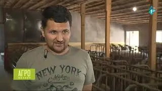 Porodica Vukadinović iz Đurđeva ne odustaje od proizvodnje prasadi