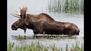 Hundreds Get Peek At Moose Crossing Through Lake Bemidji