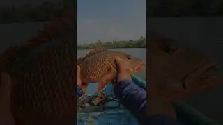 Straight out of Mangrove..Fishing in Goa&hellip;. #fishing #mangrovesfishing #tiktokgame #hungergamestiktok