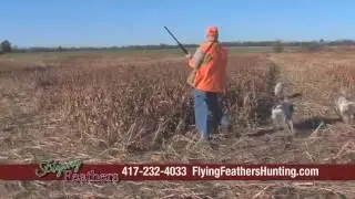 Flying Feathers LLC | Bird Hunting | Golden City, MO