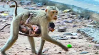 Jerry monkey grabbed Briana's and Ada's children and ran away.​ What happen?