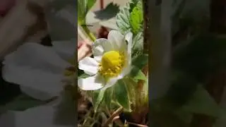 Ghar par hi ugaye strawberry | Grow strawberries at home🍓#shorts #shortsfeed #youtubeshorts