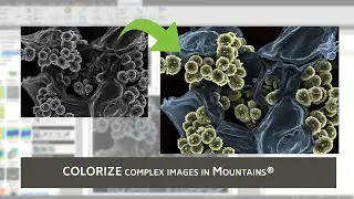 Colorize complex SEM images in 3 steps with Mountains&reg; 8