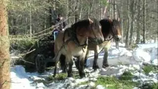 Martins Skogstjänst - Skotning med häst