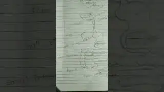 Diagram of Human digestive System #humandigestivesystem