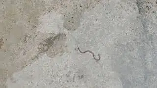 Tiny snake looks like earth worm but it is brahminy blind snake found near my house. Smallest snake.