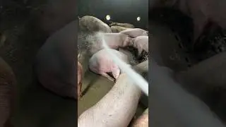 Give the pig a bath. #pig #animal