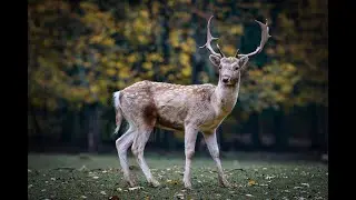 Fallow Deer vs Whitetail Deer