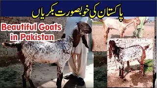 Top beautiful goats in pakistan | Top Goat Breeds of Pakistan | Youtube Cattle Farm