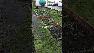 My Irish vegetable patch