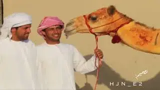 مسفر السندوانه - الجزيره -(هجن_شحانيه)2015