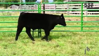 537 Steer Treasure State Sale 2013