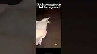 Owch