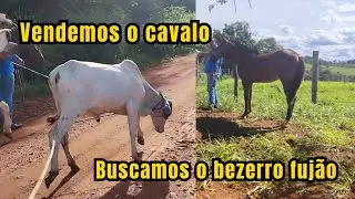 Rotina rural - Vendemos o cavalo e buscamos o bezerro fuj&atilde;o 