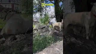 Deurbanization. Sheep. Овцы.