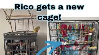 Rico’s new cage! | Bird Cage Review