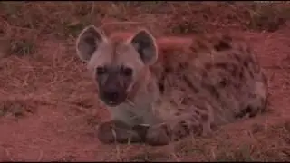 April 23, 2017- Sunrise- The Den is active. Ribbon, Madame with her daughter Sungiti