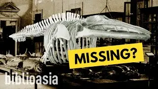 What Happened to the Blue Whale at the Former Raffles Museum? | BiblioAsia Reels