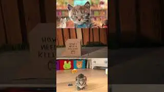 FUNNY CATS LITTLE KITTEN ADVENTURE JOURNEY - FUN PET CARE LEARNING GAME LIKE A CARTOON VIDEO #cats