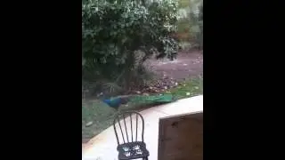 Lost peacock