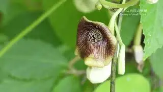【野山の植物】タンザワウマノスズクサ(丹沢馬の鈴草)2022年5月中旬