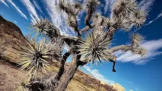 Totalled My Car in Joshua Tree National Park
