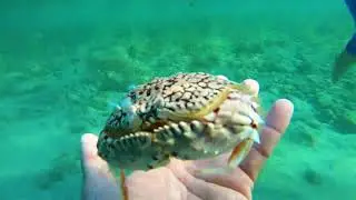 Daughter finds Rare crab while snorkeling!