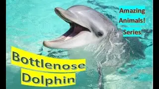Bottlenose Dolphin facts 🐬 most common members of the family of oceanic dolphin 🐬