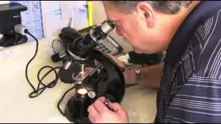 Little Science Behind 'pollen Vortex' Prediction