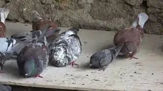 Spot the cutest animals on the planet: monkeys, pigs, rabbits, ducklings,... #41