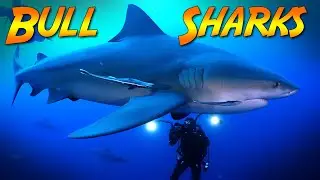 Surrounded by Bull Sharks! (3 miles from land!)