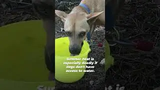 Dog left in scorching summer heat with NO WATER