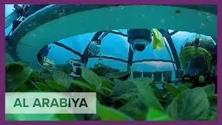Growing herbs and vegetables under the sea?