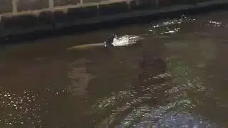 Dolphin in Claisebrook Cove