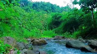 Symphony in the Deep Forest, Natural Forest and Water Flow Sounds, Sounds for Relaxation