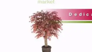 Outdoor Artificial Japanese Maple Tree | 5 foot with Natural Trunks - Artificial Plants and Trees
