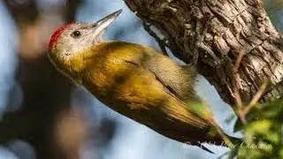 Olive Woodpecker - Filmed by Greg Morgan