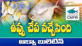 Chaduva salt fish farming suceess in andhra pradesh | Slow growth management | Aquabulletin