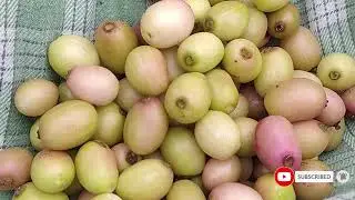 White Jamun Farming Hindi | सफेद जामुन खेती | 99496 14751 | AgriTech Telugu